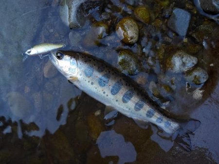 渓流ミノーイング 長良川水系